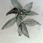 "Пленэрная работа", Ердякова Юлия